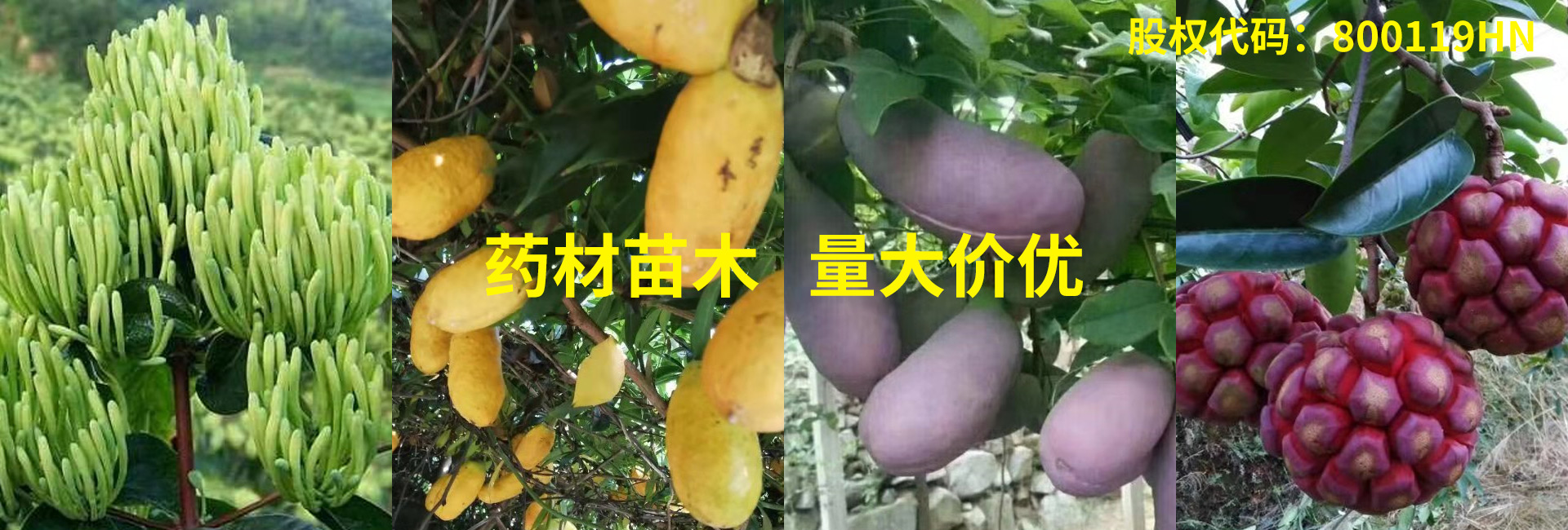 美味佳瑤 美味佳瑤